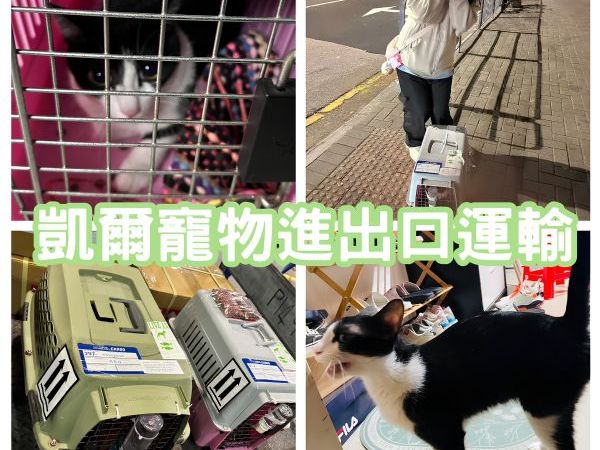 2025/01/11『香港』混種貓貓陪主人移民香港囉~~~